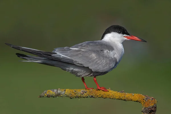 Sterna Hirundo Ausgewachsener Vogel Einem Feuchtgebiet — Stockfoto