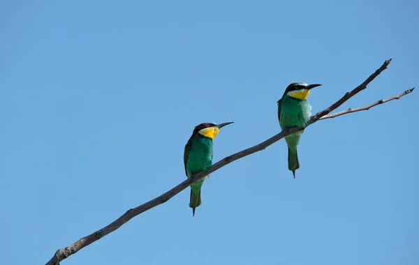 レインボー イーターは2本の木の枝に覆われている 鳥はメロピデスと呼ばれる鳥の家族から来ており トルコで発見されています — ストック写真