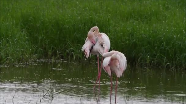 Flamingos Arranging Feathers Lake — Vídeo de stock