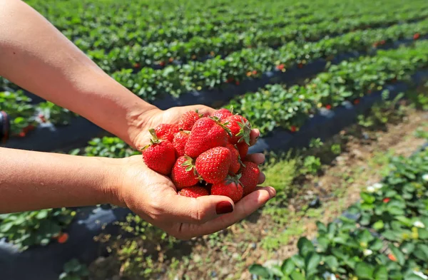 Las Manos Las Mujeres Sostienen Puñado Fresas Frescas Sobre Campo —  Fotos de Stock