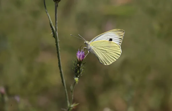 Grande Borboleta Anjo Branco Espinho Boro Pieris Brassicae — Fotografia de Stock