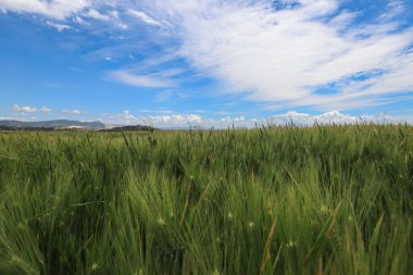 Tarım alanının, olgunlaşmamış yeşil buğdayın yetiştiği yer. Arka planda, mavi gökyüzü ve orman