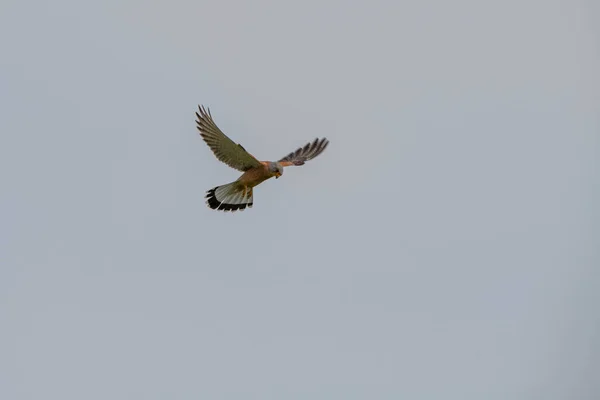 Kleiner Turmfalke Falco Naumanni Beobachtet Seine Beute Der Luft — Stockfoto