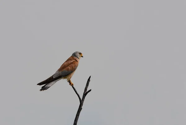 Férfi Kisebb Kestrel Falco Naumanni Egy Spanyol Parasztháztetőn — Stock Fotó