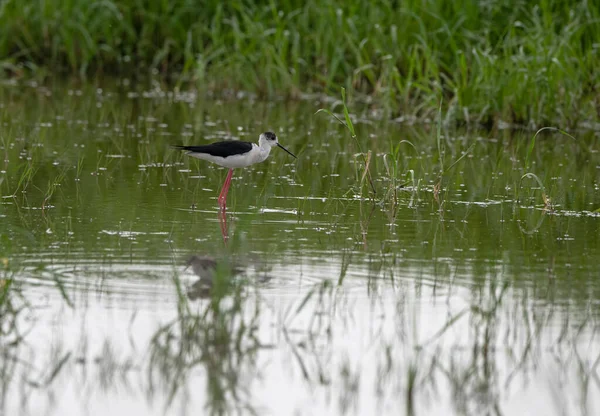 Springtime and cute water birds. Colorful nature background. Bird: Black winged Stilt. Himantopus himantopus.