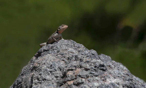 岩石上的刺蜥蜴 Laudkia Stellio — 图库照片