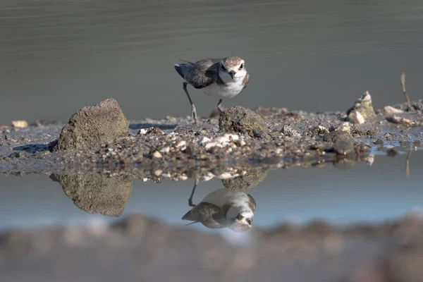 Regenpfeifer Charadrius Alexandrinus Alaat Eme Türkei — Stockfoto