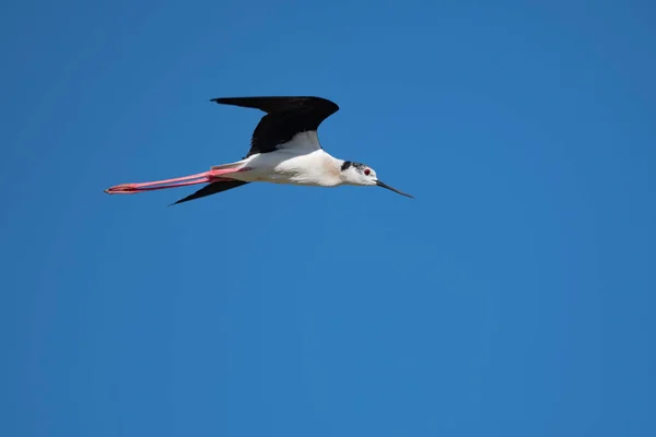 Une Photo Rapprochée Black Winged Stilt Oiseau Noir Blanc Avec — Photo