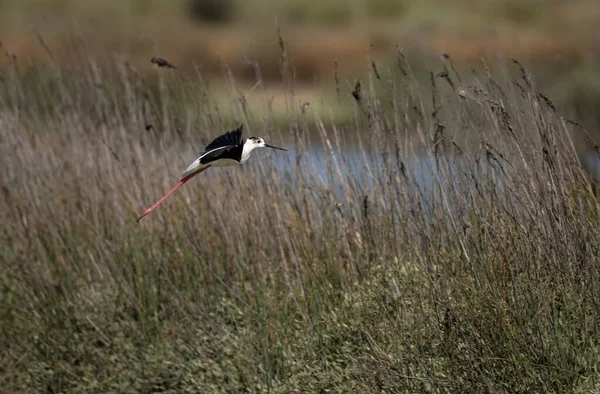 Une Photo Rapprochée Black Winged Stilt Oiseau Noir Blanc Avec — Photo