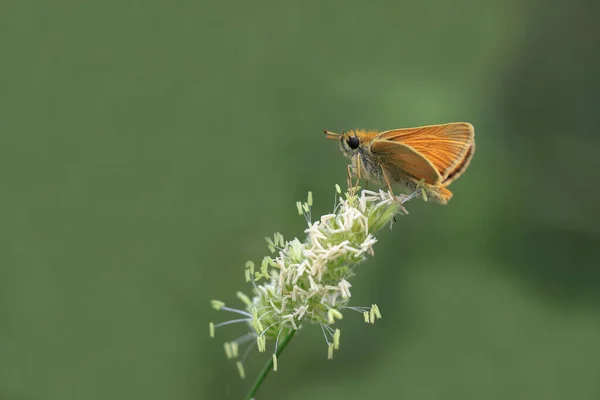 Yellow Antenna Jumper Butterfly Thymelicus Sylvestris — Stock Photo, Image