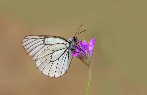 Weißdorn Schmetterling Schwarz Adern Weiß Aporia Crataegi — Stockfoto