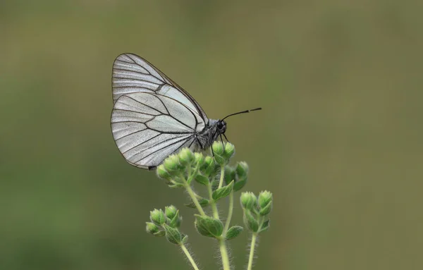 ホーソン蝶 黒ワイン白 Aporia Crategi — ストック写真