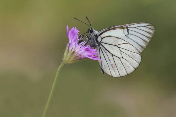 Weißdorn Schmetterling Schwarz Adern Weiß Aporia Crataegi — Stockfoto