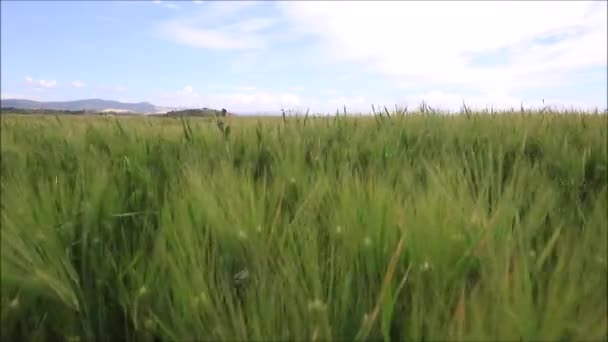 Campo Trigo Verde Num Dia Ventoso Terras Agrícolas Prados Terras — Vídeo de Stock