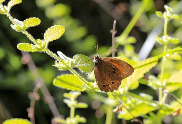 Papillon Brun Kirinia Roxelana — Photo