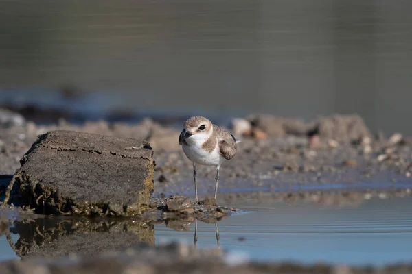 Akca Plover Charadrius Alexandrinus Alacati Cesme Törökország — Stock Fotó