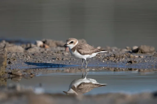 Akca Plover Charadrius Alexandrinus Alacati Cesme Törökország — Stock Fotó