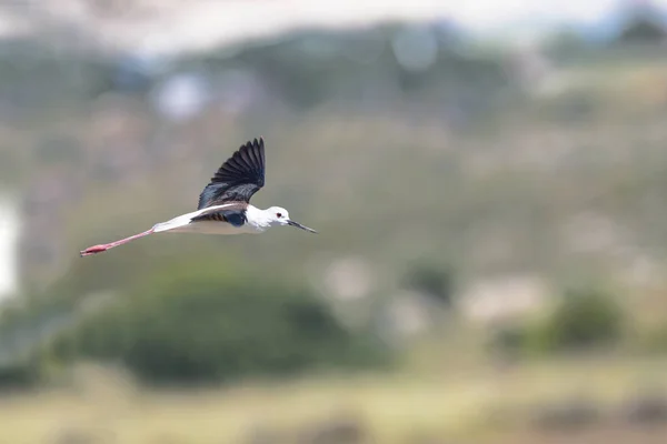 Oiseau Eurasien Longues Pattes Himantopus Himantopus — Photo