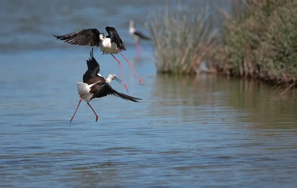 Gros Plan Une Sauvagine Oiseau Noir Blanc Avec Très Longues — Photo