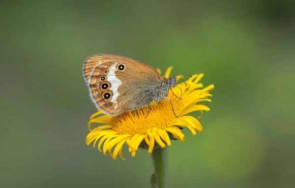 Heather Hoppy Fairy Πεταλούδα Coenonympha Arcania — Φωτογραφία Αρχείου