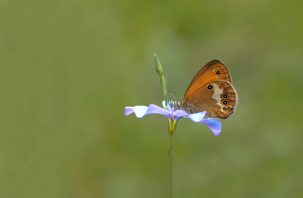 Heather Hoppy Fairy Butterfly Coenonympha Arcania — Stock Photo, Image