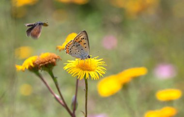 Büyük mor bakır kelebek (Lycaena Alciphron)