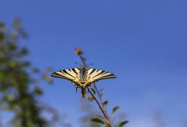 Papillon Hirondelle Des Prunes Iphiclides Podalirius — Photo