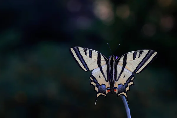 Kaplan Kırlangıç Kelebeği (Papilio Alexander)