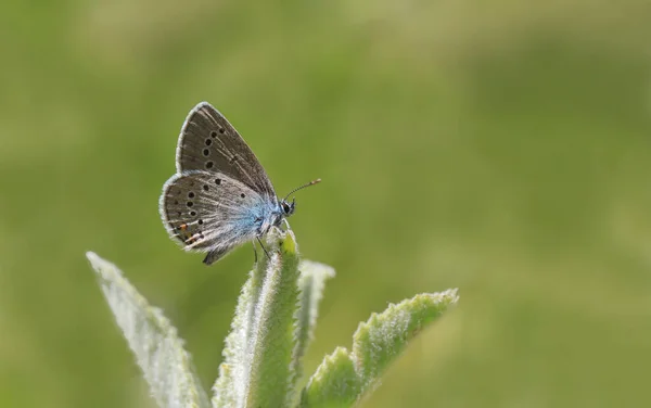 Wielooki Piękny Niebieski Polyommatus Bellis — Zdjęcie stockowe