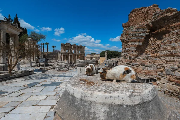 Zmir Yaşayan Kediler Selcuk Efes Şehri Harap Etti — Stok fotoğraf