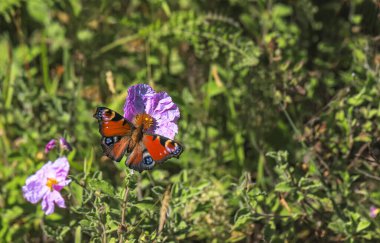 Tavuskuşu Kelebeği Plant - Inachis io
