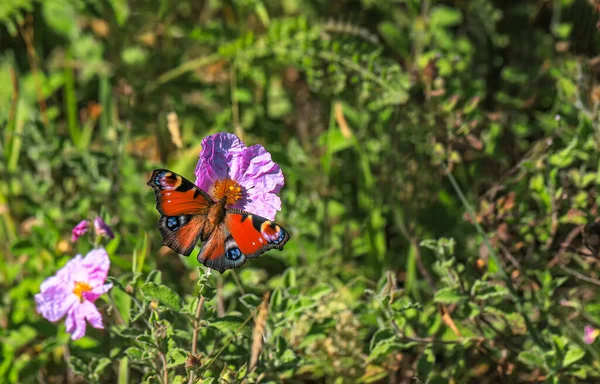 植物上的孔雀蝶 Inachis — 图库照片