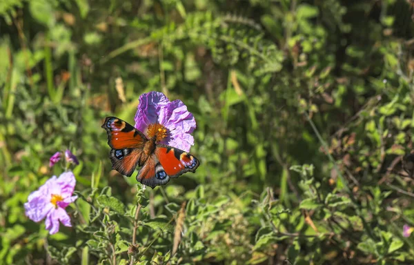 Tavuskuşu Kelebeği Plant - Inachis io