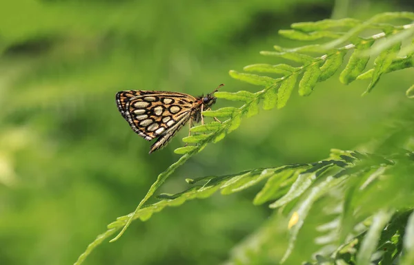 Borboleta Hoppy Manchada Branca Heteropterus Morpheus — Fotografia de Stock