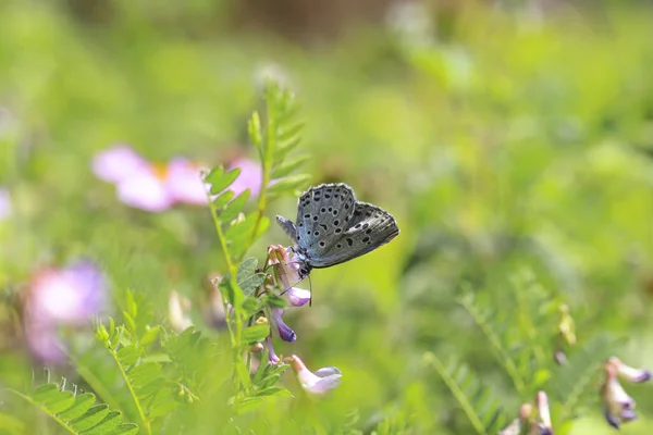 Grande Proteger Borboleta Phengaris Arion — Fotografia de Stock