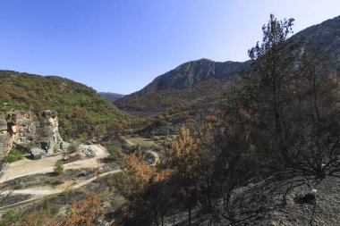 Türkiye 'de - Mula - Marmaris bölgesinde orman yangınından sonra çam ağaçları yandı, yangından kurtulan yeşil ağaçlar.