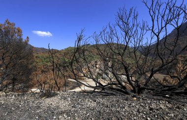 Türkiye 'de - Mula - Marmaris bölgesinde orman yangınından sonra çam ağaçları yandı, yangından kurtulan yeşil ağaçlar.