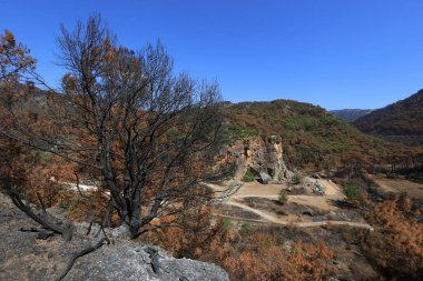 Türkiye 'de - Mula - Marmaris bölgesinde orman yangınından sonra çam ağaçları yandı, yangından kurtulan yeşil ağaçlar.