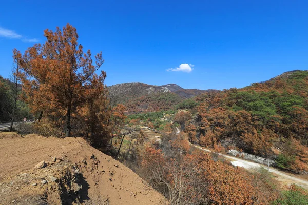 In Turkey - Mula - Marmaris region Burnt pine trees after a forest fire, green trees that survived the fire.