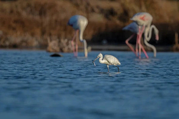 Petite Aigrette Kosagi Croisière Dans Eau Pêche — Photo