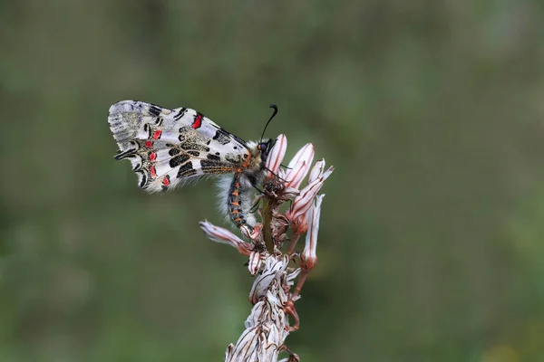 森林扇贝蝴蝶 Zerynthia Cerisyi — 图库照片