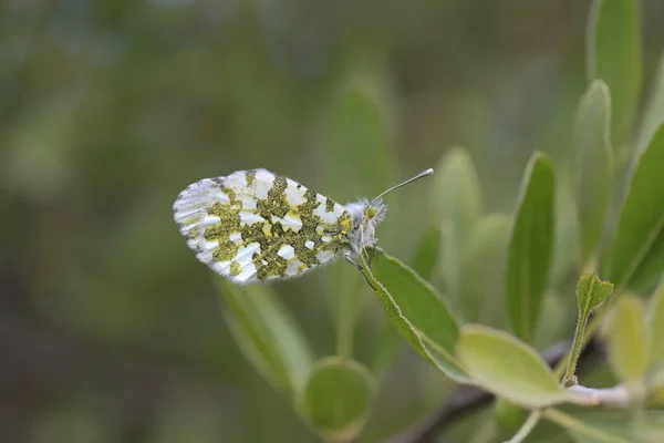 오렌지 Anthocharis Cardamines — 스톡 사진