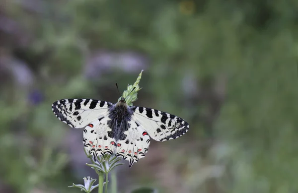 森林扇贝蝴蝶 Zerynthia Cerisyi — 图库照片