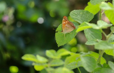 Trakya İmparatoru Kelebeği (Apatura metis)
