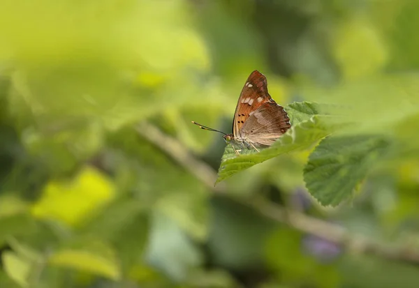 Mariposa Emperador Tracio Apatura Metis — Foto de Stock