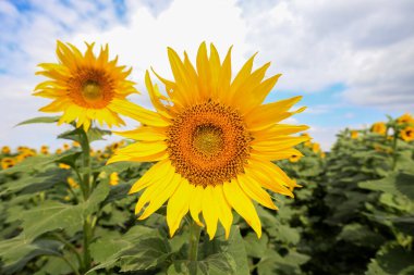 Bulutlu bir gökyüzünün arka planında güzel çiçekler olan ayçiçeği tarlası