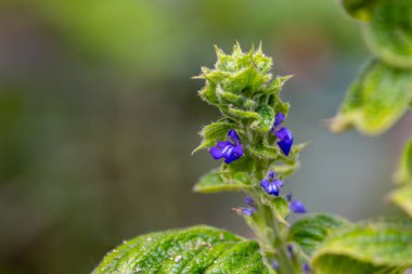 Türkiye 'de yetiştirilen Chia fabrikası (Salvia hispanica)