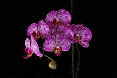 Mor Ay orkide çiçeği denir çünkü çiçek açtığında ay şeklinde olur. Orkidenin mor rengi çok güzel görünüyor ve bunu gören insanların dikkatini çekiyor.