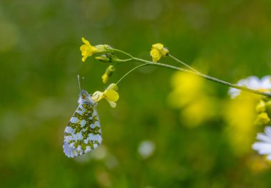 Yamanlar Dağı 'ndaki bir çiçeğin üzerinde Turuncu Süslü Kelebek (Anthocharis kakuminleri).