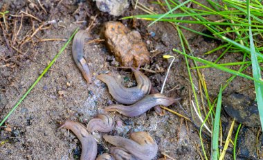 Üç bantlı bahçe sümüklüböcek Lehmannia-Slug aslında bir eklem bacaklı böcek değil, gastropoda sınıfındaki yumuşakçaların yaygın adıdır..